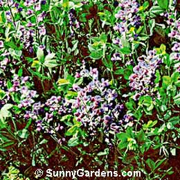 Baptisia australis, Blue Indigo