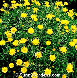 Inula ensifolia, Swordleaf Inula
