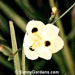Dietes bicolor, Fortnight Lily, Bicolor Iris, Morea Bicolor
