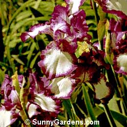 Iris, Bearded Iris
