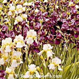 Iris x germanica, Bearded Iris