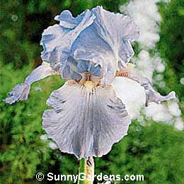 Iris x germanica, Bearded Iris