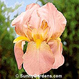 Iris x germanica, Bearded Iris