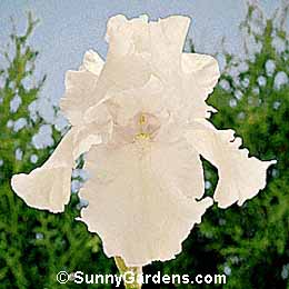 Iris x germanica, Bearded Iris