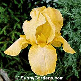 Iris x germanica, Bearded Iris