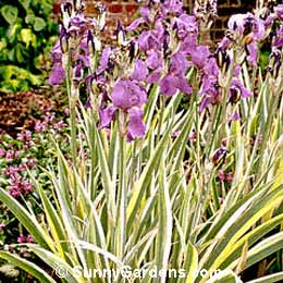 Iris pallida, Orris Root, Dalmation Iris, Sweet Iris