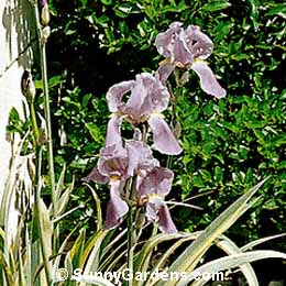 Iris pallida variegata, Orris, Dalmation Iris