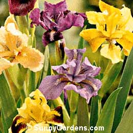 Iris pumila, Dwarf Bearded Iris