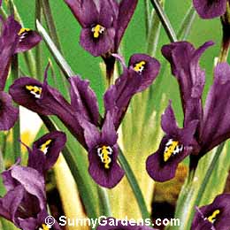 Iris reticulata, Violet-Scented Iris