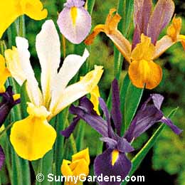 Iris xiphium, Dutch Iris