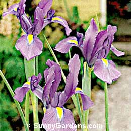 Iris xiphium, Dutch Iris