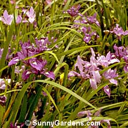 Iris douglasiana, Douglas Iris