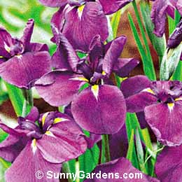 Iris ensata, Japanese Iris, Iris kaempferi