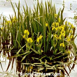 Iris pseudacorus, Yellow Iris, Yellow Flag