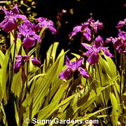 Iris tectorum, Japanese Roof Iris