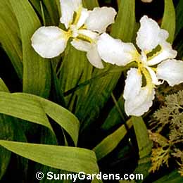 Iris tectorum, Japanese Iris