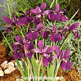 Iris sibirica, Siberian Iris