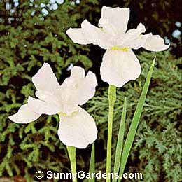 Iris sibirica, Siberian Iris