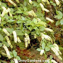 Itea virginica, Virginia Sweetspire
