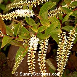 Itea virginica