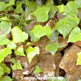 Hedera canariensis, Algerian Ivy, Canary Ivy