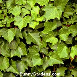 Hedera canariensis, Algerian Ivy