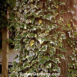 Hedera canariensis, Algerian Ivy, Hedera canariensis 'Gloire de Marengo'
