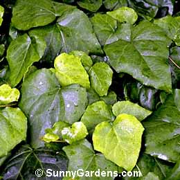 Hedera colchica, Persian Ivy, Colchis Ivy