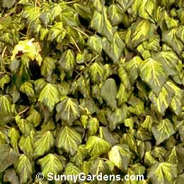 Hedera colchica, Sulphur Heart Persian Ivy