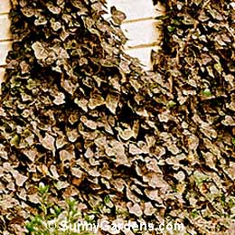 Hedera helix, English Ivy