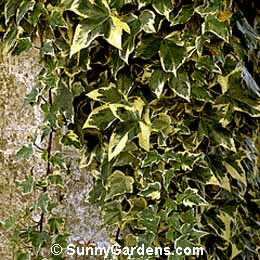 Hedera helix, Ivy