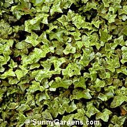 Hedera helix, Common English Ivy, Common Ivy, English Ivy