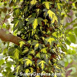 Hedera helix, Common English Ivy, Common Ivy, English Ivy
