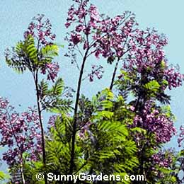 Jacaranda mimosifolia, Jacaranda