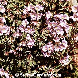 Polemonium caeruleum, Jacob's Ladder