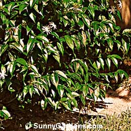 Jasminum nitidum, Angelwing Jasmine, Jasminum nitidum