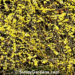 Jasminum nudiflorum, Winter Jasmine