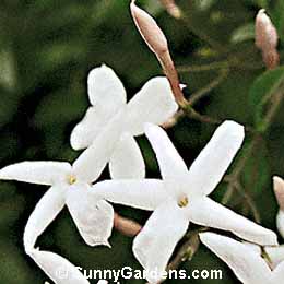Jasminum polyanthemum, Pink Jasmine, Chinese Jasmine