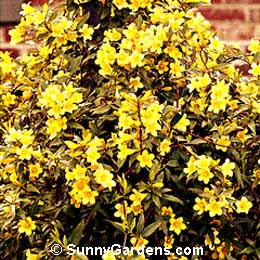 Gelsemium sempervirens, Carolina Jessamine, False Jasmine, Carolina Yellow Jessamine