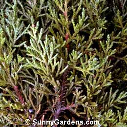 Juniperus ashei, Ashe Juniper