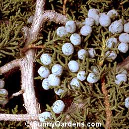 Juniperus californica, California Juniper