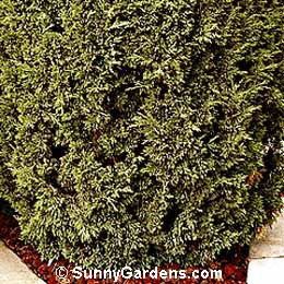 Juniperus chinensis, Chinese Juniper