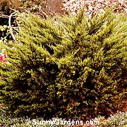 Juniperus chinensis, Armstrong Juniper