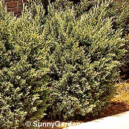 Juniperus chinensis, Blaauw's Juniper