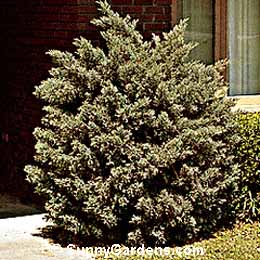 Juniperus chinensis, Blue Vase Juniper
