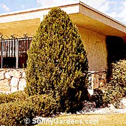Juniperus chinensis, Hetz's Green Columnar Juniper