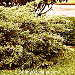 Juniperus chinensis, Pfitzer Compacta Juniper, Kallay's Compacta