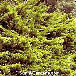 Juniperus chinensis, Juniper