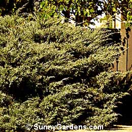 Juniperus chinensis, Chinese Pfitzer Juniper