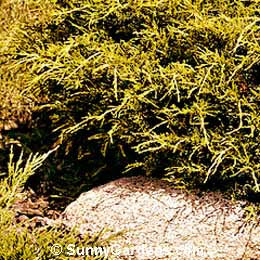 Juniperus chinensis, Gold Tip Pfitzer Juniper